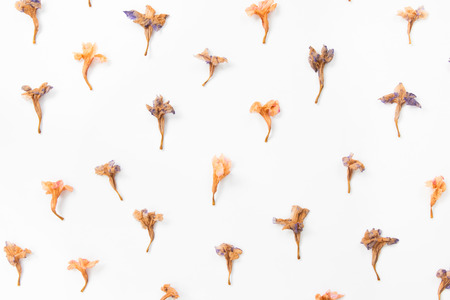 Dried flowers pattern on white background.の写真素材