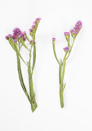 Violet flowers isolated on soft white background.