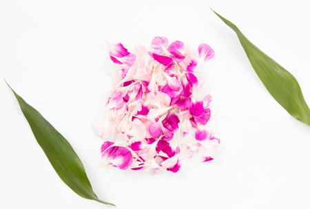 Pile of pink canations petals and space for text on white background.の写真素材