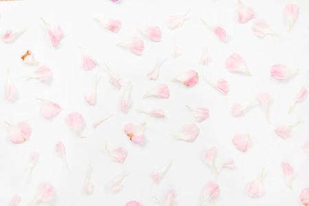 Pink canations petals and space for text on white background.の写真素材