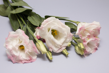 Pink Eustoma Flower on soft purple background.の写真素材