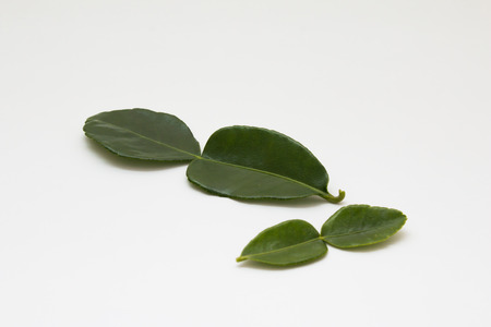 Kaffir lime leaves or Thai lime leaves on white background.の写真素材