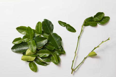Kaffir lime leaves on white backgroundの写真素材