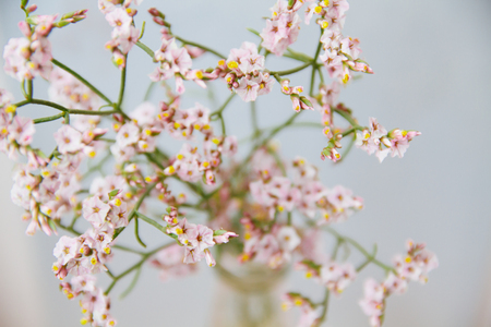 Close up of little flowers on blur background.の写真素材