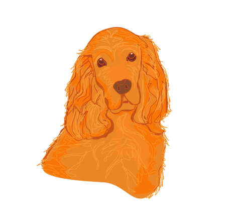 English cocker spaniel isolated on white        のイラスト素材