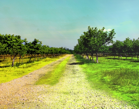 Apple trees under skyの写真素材