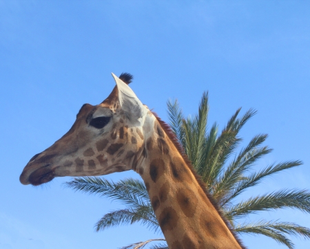 Portrait of a giraffe against a blue sky の写真素材