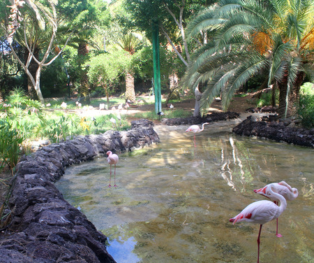 Three pink flamingos standing in waterの写真素材