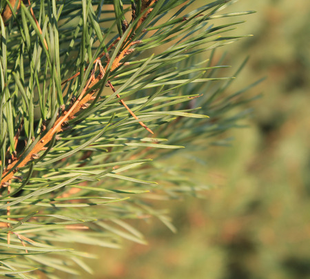 Pine tree branch at close