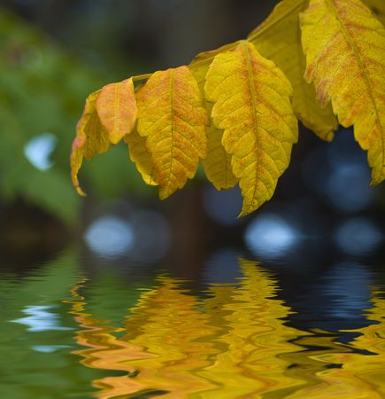 abstract autumnの写真素材