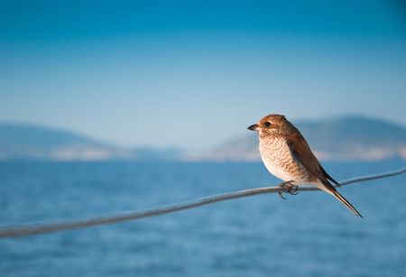Sea sparrow traveling on boat in Greeceの写真素材