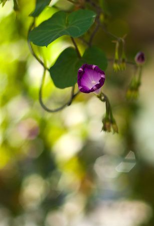 Beautiful flower with selective focusの写真素材