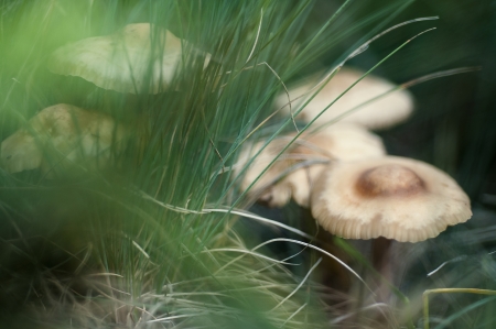 Wild mushrooms in the grassの写真素材