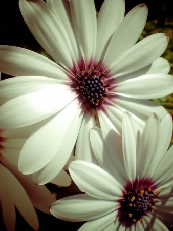flowersの写真素材