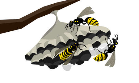 Wasps on the nest vector isolated illustrationのイラスト素材