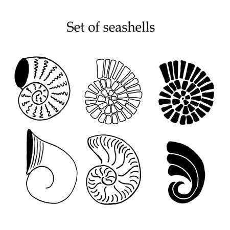 Doodle handdrawn set of seashells monochromeのイラスト素材