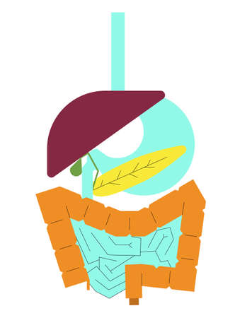 Concept of human digestive system build by abstract shapes. Flat geometric style illustration for background, packaging, ads..のイラスト素材
