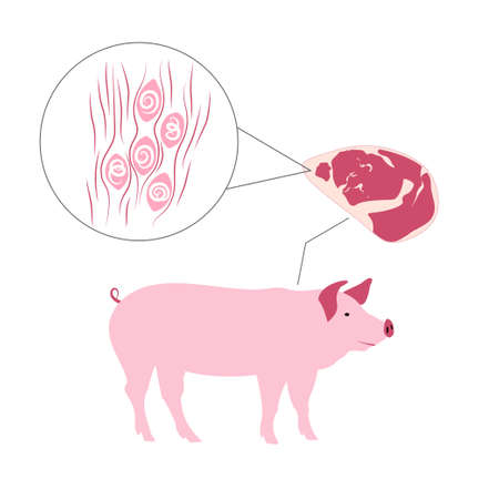Infographic of pig and sample of its striated muscle tissue under the microscope demonstrating the...
