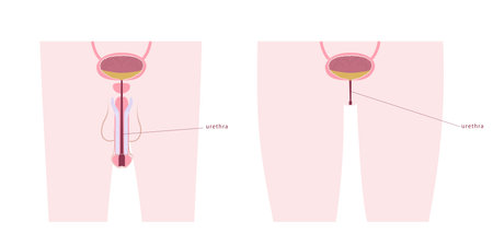 Comparative diagram of man and woman urethra. Urinary bladder anatomy on male and female silhouette.のイラスト素材