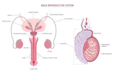 Anatomy detailed chart of man reproductive system and testicle histology.のイラスト素材