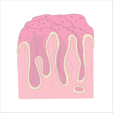 Diagram of the internal surface of human stomach. Structure of digestive epithelium.のイラスト素材