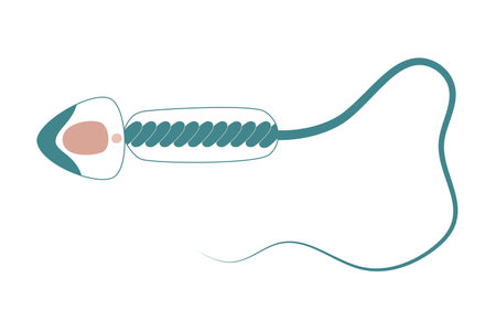 Educational diagram of human sperm cell. Flat style simple illustrationのイラスト素材