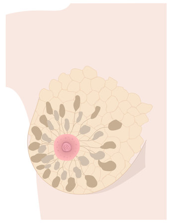Internal structure of woman breast and nipple realistic drawing. Part of breast of light skin female with mammary glands, nipple, areola and Montgomerys glands represented.のイラスト素材