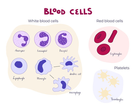 Blood cells flat vector illustration diagram. Infographic educational picture for medical and human anatomy and physiology goals.のイラスト素材