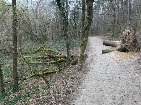 Wooden logs and its stump of a tree on the forest trail.