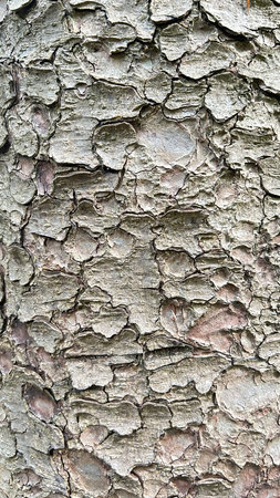 Cracked bark of an old tree, natural texture grey colour.