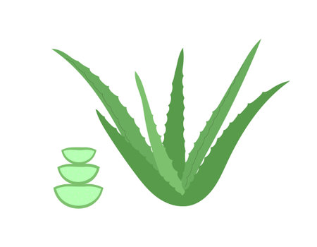 Aloe vera whole plant and cross section of leaves.のイラスト素材