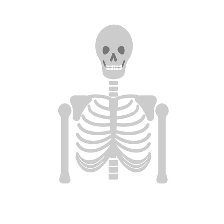 Front view, portrait of human skeleton. Skull and thorax flat illustration.のイラスト素材