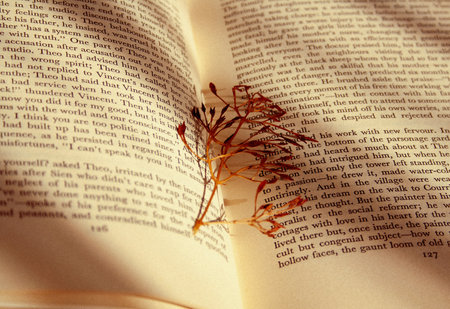 Dried flowers on the pages of the old book. Toned.