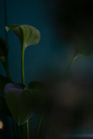 Beautiful green leaves on the dark background. Shallow depth of field.