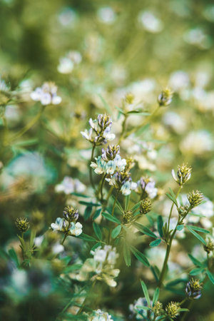 White flowers in the meadow. Natural background. Vintage style.