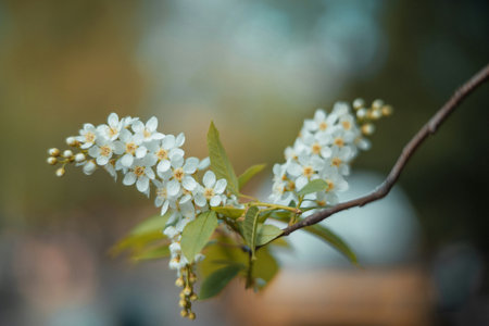 Bird cherry blossom in spring, selective focus, shallow DOF.