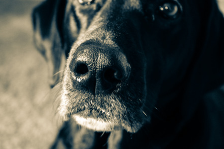 Dog Snoutの写真素材