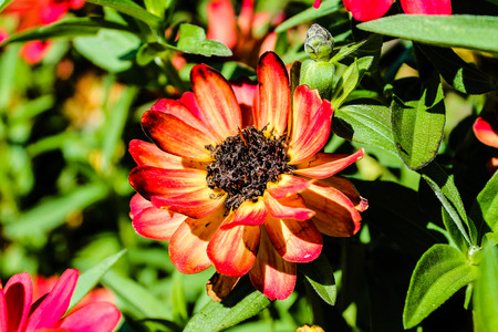 red orange dahlia flowerの写真素材