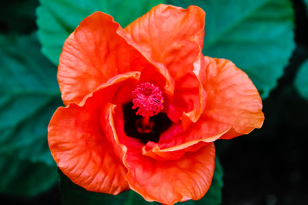 vibrant orange flower