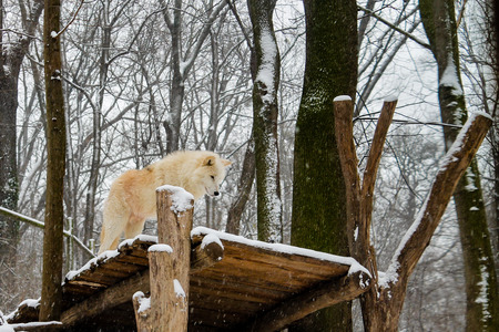 whitewolf overviewing snowy forestの写真素材