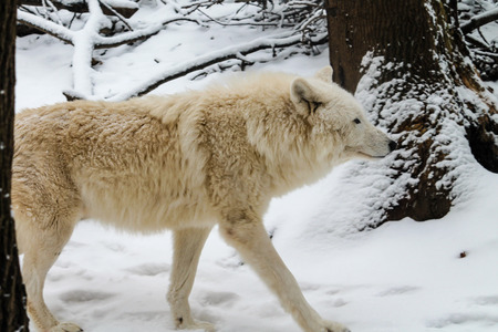 white wolf walking through snowy forest