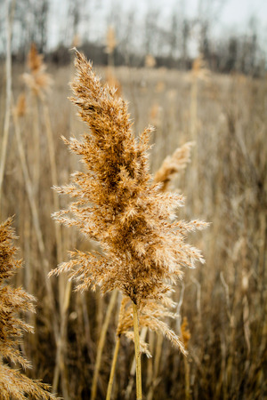 dried reed closeupの写真素材