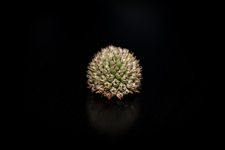 Round Flower Budの写真素材