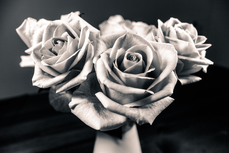 rose buds monochromeの写真素材