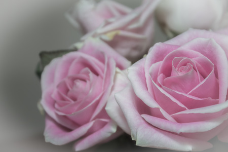 Bunch of rosesの写真素材