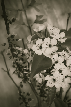 vintage flower bouquetの写真素材