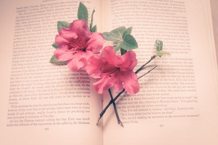 hibiscus flower on book pageの写真素材