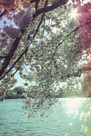 cherry blossom branch in Washingtonの写真素材