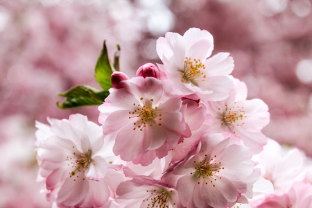 beautiful cherry blossoms