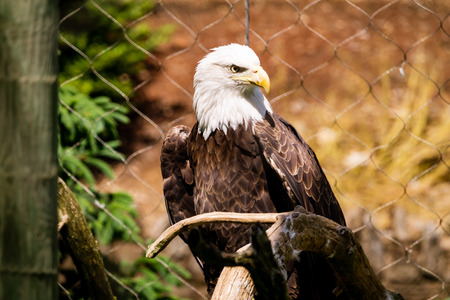 bald eagle in north american zooの写真素材